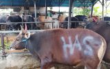Kunjungan Pemilihan Sapi Kurban Idul Adha di Kandang Ustadz Abu Salman yang Berdiri Sejak 2012