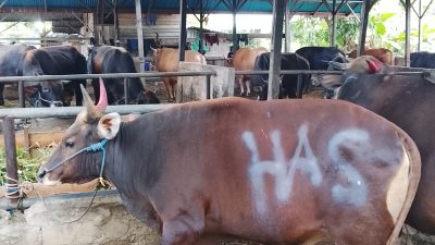 Kunjungan Pemilihan Sapi Kurban Idul Adha di Kandang Ustadz Abu Salman yang Berdiri Sejak 2012